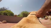собачкино счастие.webm