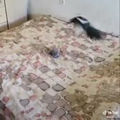 сорока бешаная.mp4
