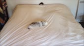стремительный дикий зверь.webm