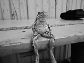 sad frog.webm