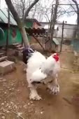 hugecock.webm