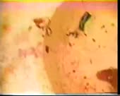 d7656affe5919499fa2d879b869fb813.webm