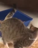 15796083011973.mp4