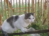Где детонатор.webm