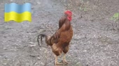 15785213326391.webm