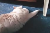 15808312396790.mp4