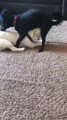 15808314028510.mp4