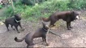 15864258462410.webm