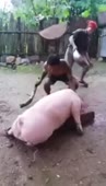 за щоооооо.webm