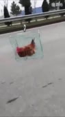 15136688223992.webm