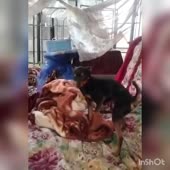 15865730553530.mp4