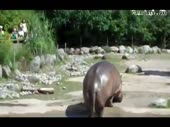 Бегемот пукнул.mp4