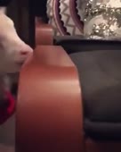 Hmm-yes-this-chair-tastes-like-chair.mp4