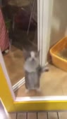 15824801804100.webm