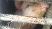 налоги и грабёж, это разные вещи.webm