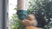 14997962963350.webm