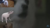 15178045659480.webm
