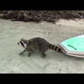 Порно с енотом.webm