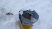 15832584394951.mp4