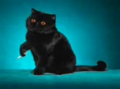 ик5.webm