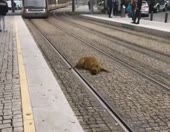 1586700813356.webm