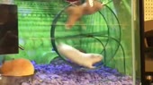 1583956810668.webm