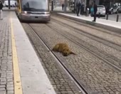 1586700813356.webm