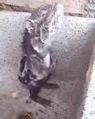 1586747082907.webm