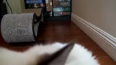 15160360684781.webm