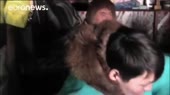 ебаные якуты на собачьих упряжках поехали голосовать за имп[...].mp4