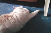 15876622682210.mp4