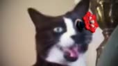 ties.mp4