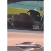 1587726013034.webm