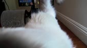 АСМР от котика ЗЗЗЗ.webm