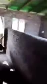 метнулся.mp4