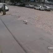 песики.mp4