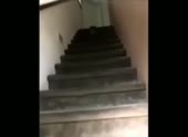 гав.webm