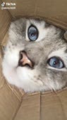 Кот мурчит.mp4