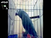 15178367093020.webm