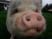 pot-bellied-pig.jpg