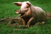 pig.jpg