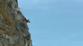 15593168450450.webm