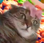 14532123736400.webm