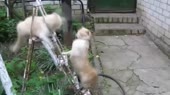 14532129572220.webm
