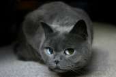picdumpcatsmobdotcom01935050.jpg