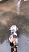 VID20190704130726901.mp4