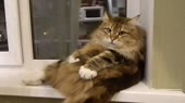 cat1.webm