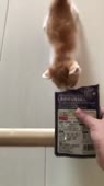 припадочный кот.mp4