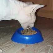 кот не умеет есть.mp4
