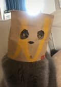 кот анон.mp4